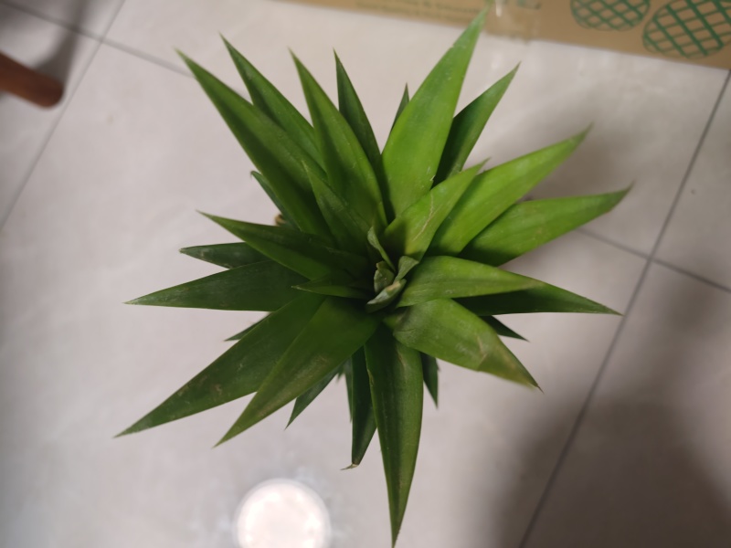 热带水果凤梨
