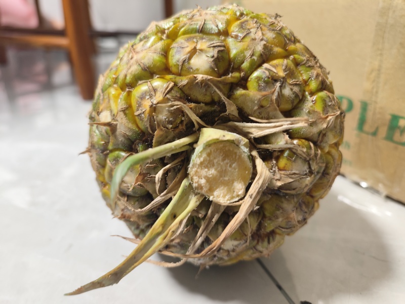 热带水果凤梨