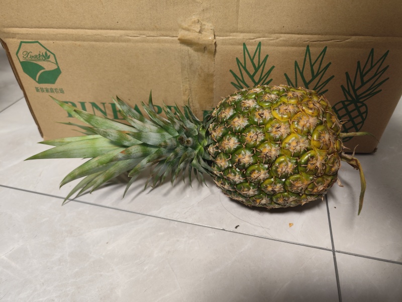 热带水果凤梨