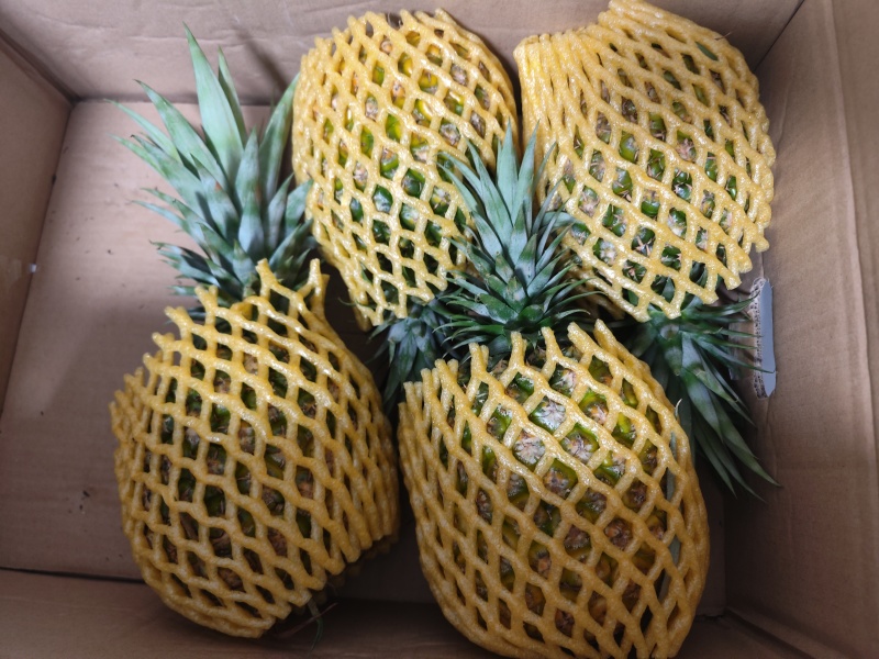 热带水果凤梨
