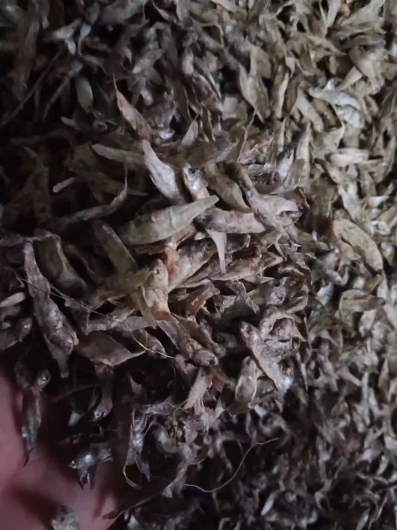 鱼干饲料小杂鱼饲料鱼干产地直供品质保证适用各种家禽做饲料