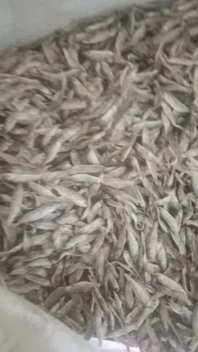 鱼干饲料小杂鱼饲料鱼干产地直供品质保证适用各种家禽做饲料