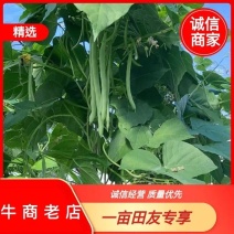 四季豆架豆淮安四季豆产地批发大量供货支持代发全国