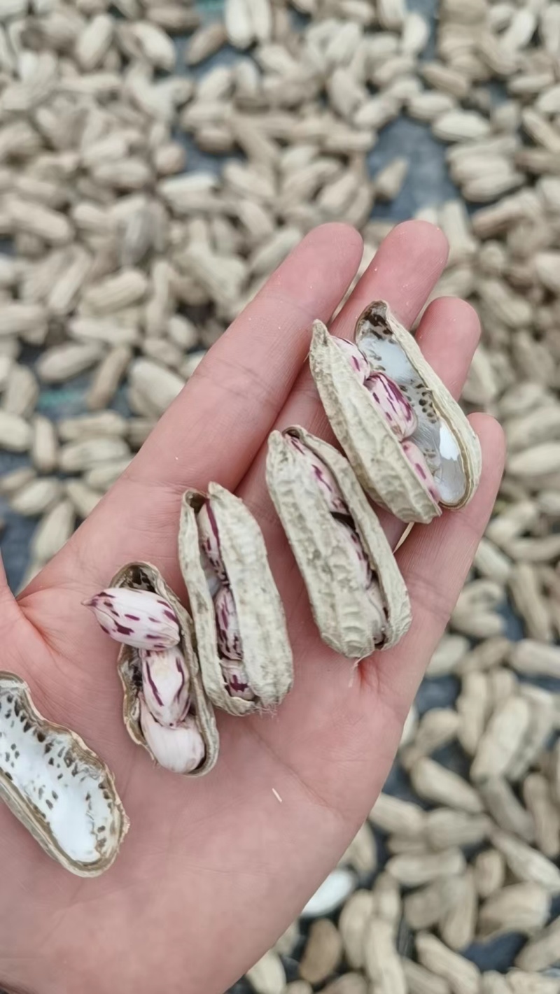 云南七彩牛奶花生，新鲜上市，欢迎各位老板采购合作！