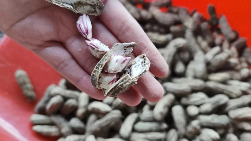 云南七彩牛奶花生，新鲜上市，欢迎各位老板采购合作！