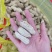 云南七彩牛奶花生，新鲜上市，欢迎各位老板采购合作！