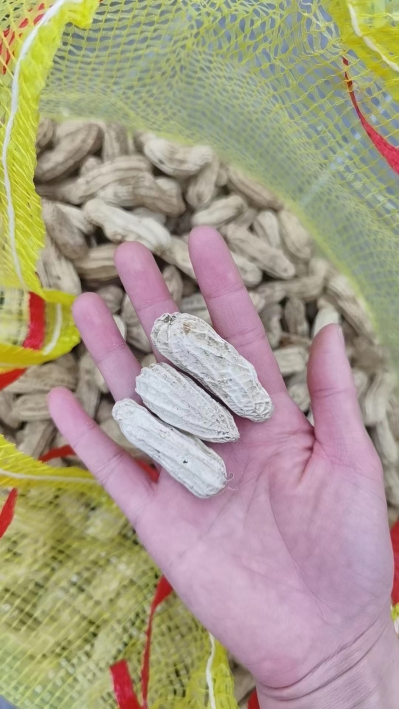 云南七彩牛奶花生，新鲜上市，欢迎各位老板采购合作！