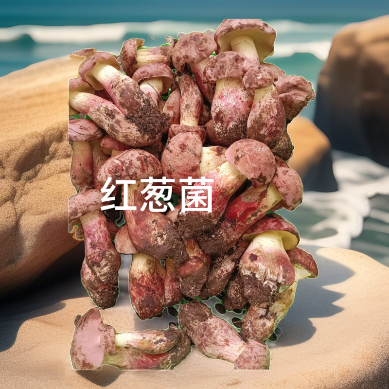 红葱牛肝菌：自然的馈赠，美味非凡。现采现发！