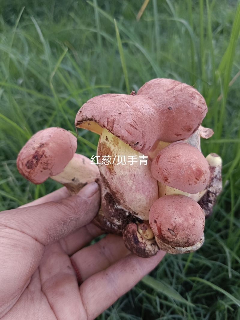 红葱牛肝菌：自然的馈赠，美味非凡。现采现发！