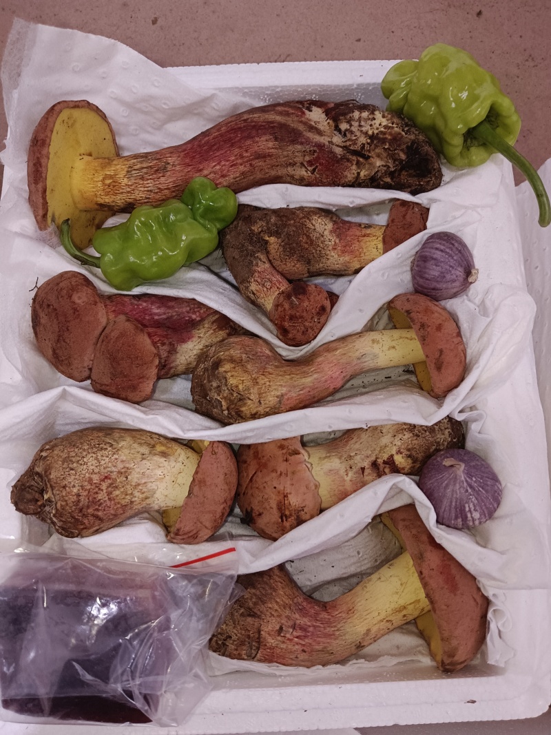 红葱牛肝菌：自然的馈赠，美味非凡。现采现发！