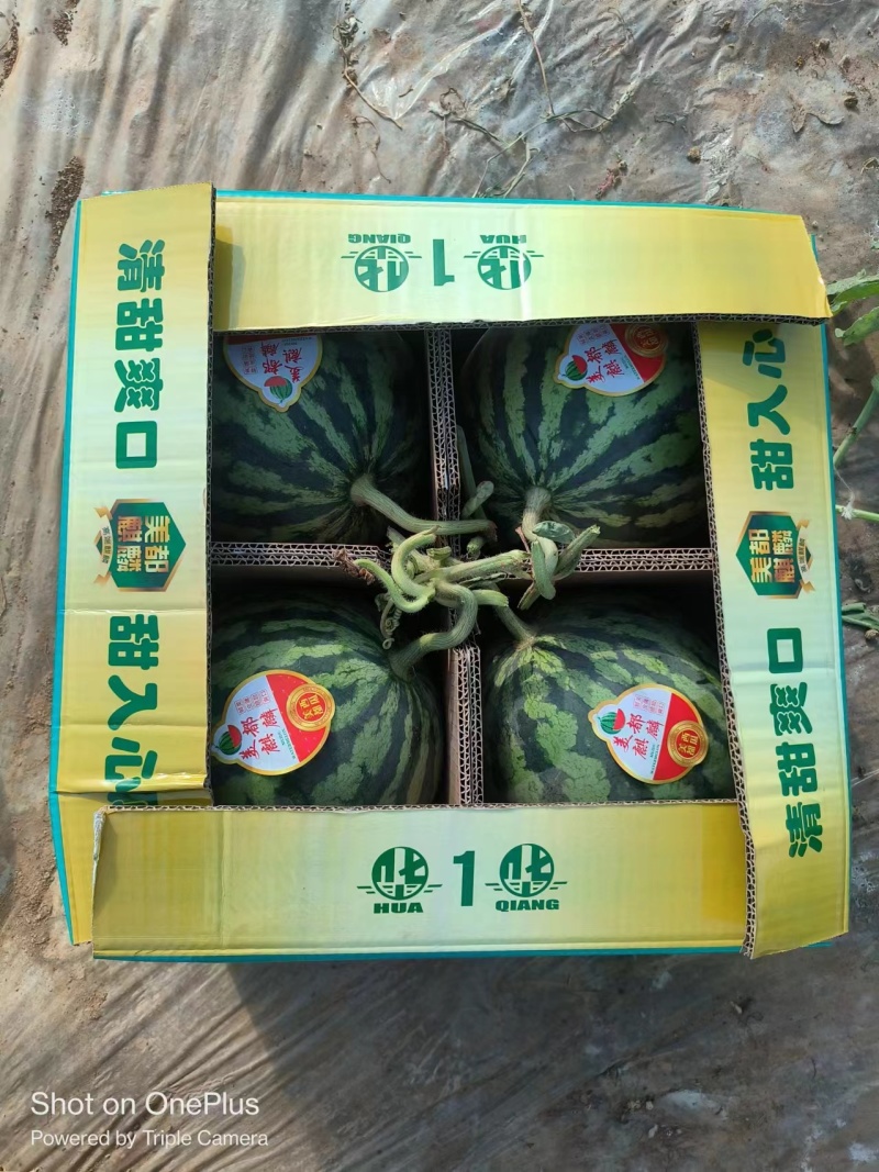 精品西瓜陕西美都西瓜大量上市诚信经营量大从优欢迎咨询