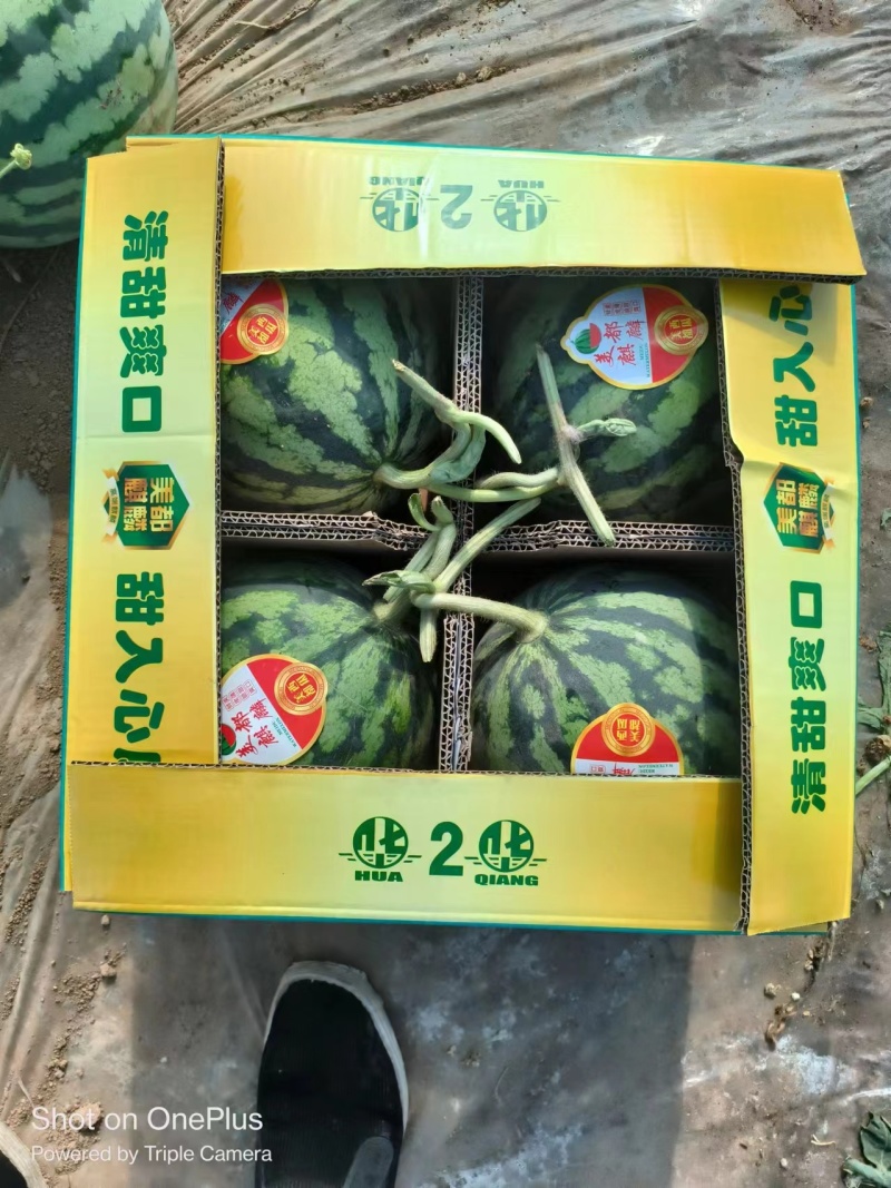 精品西瓜陕西美都西瓜大量上市诚信经营量大从优欢迎咨询