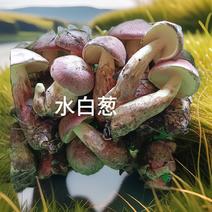 水白葱：清新滋味，自然之选。现采现发！