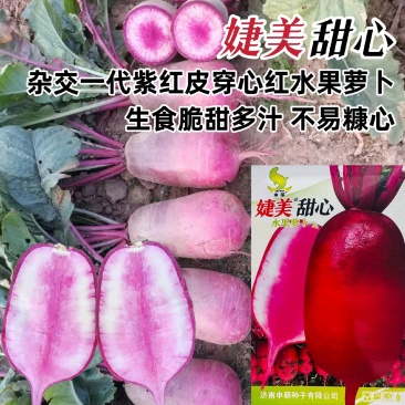 冰糖芯水果萝卜种子甜脆多汁无辣味紫美甜芯萝卜种子含花青素