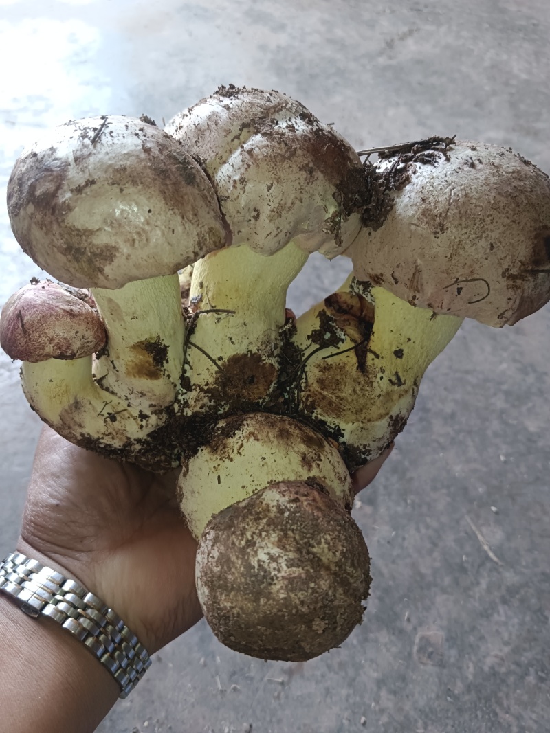 白葱牛肝菌：自然的馈赠，美味的奇迹。现采现发！