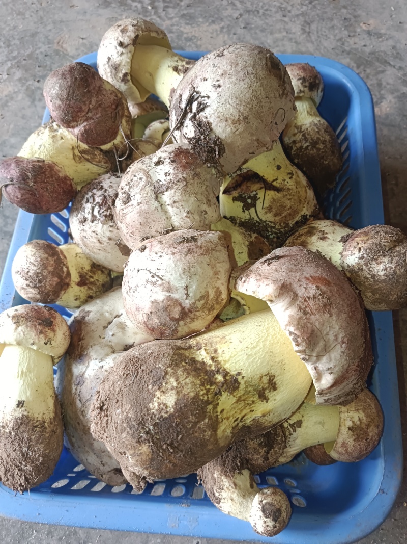 白葱牛肝菌：自然的馈赠，美味的奇迹。现采现发！