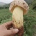 白葱牛肝菌：自然的馈赠，美味的奇迹。现采现发！