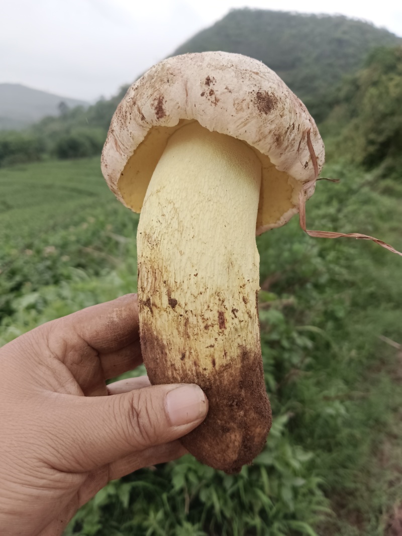 白葱牛肝菌：自然的馈赠，美味的奇迹。现采现发！