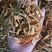 【顺欣药材】陈皮陈皮丝实物拍摄颜色鲜亮地道药材