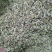 【精品小茴香】甘肃宁夏包过检小茴香香料香辛料