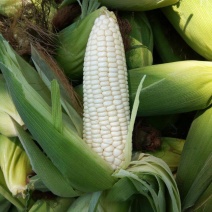 绿领萃甜糯526玉米种籽鲜食甜加糯玉米种籽白甜糯玉米籽