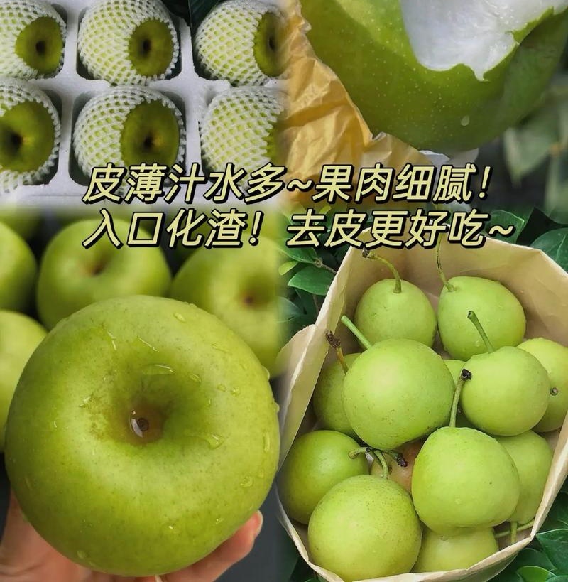 青皇冠梨~砀山梨/现摘现发/皇冠青梨/货源足~全国代发