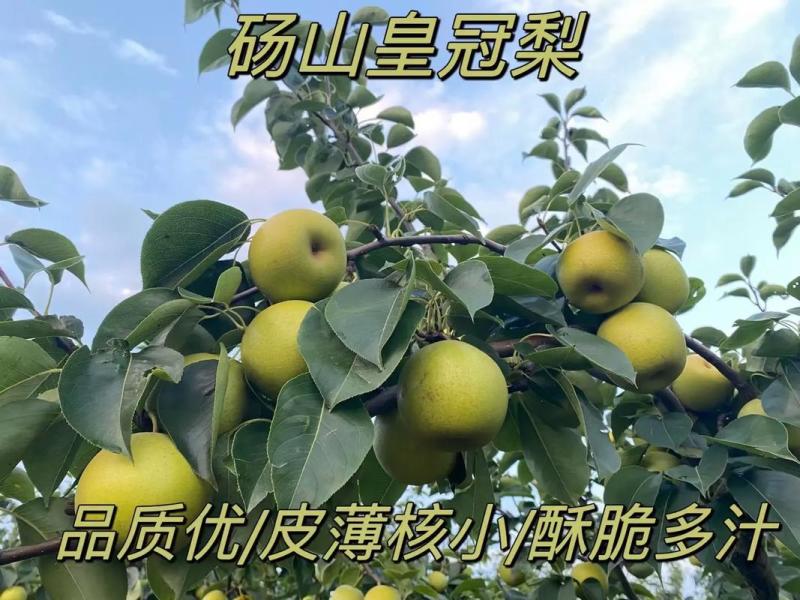青皇冠梨~砀山梨/现摘现发/皇冠青梨/货源足~全国代发