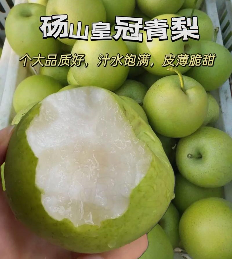 青皇冠梨~砀山梨/现摘现发/皇冠青梨/货源足~全国代发