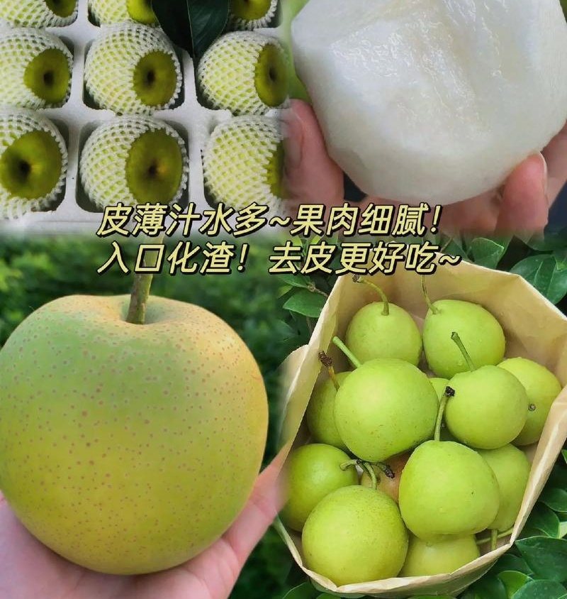 青皇冠梨~砀山梨/现摘现发/皇冠青梨/货源足~全国代发