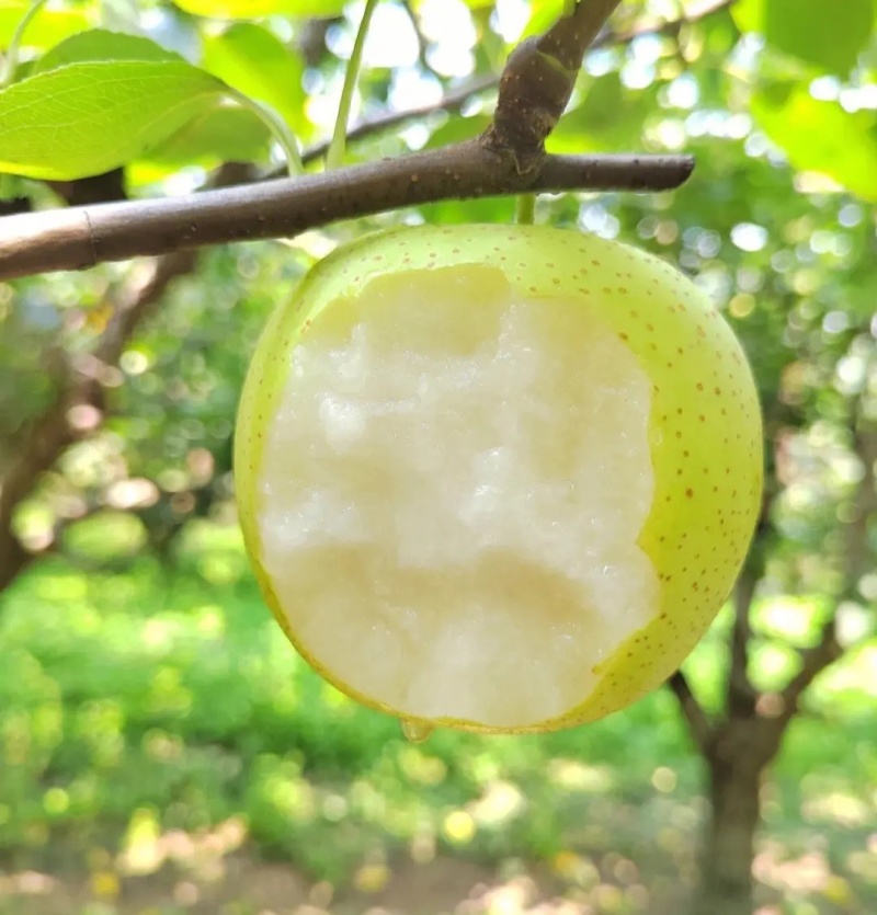 酥脆一号梨~砀山梨/现摘现发/规格齐全/货源足~全国代发