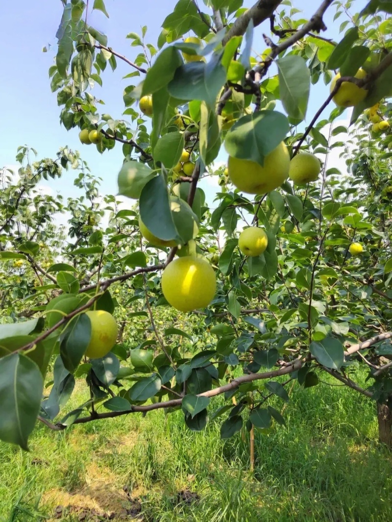 《酥脆一号梨》砀山梨/现摘现发/规格齐全/货源足~全国发