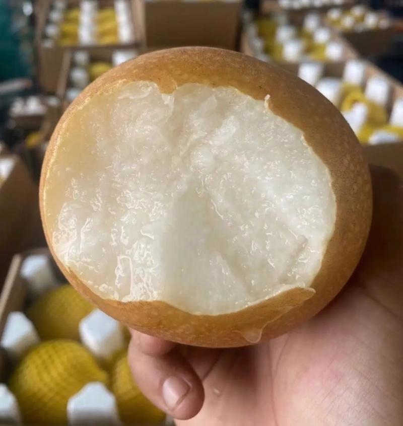 《秋月梨》现摘现发/现货供应/砀山梨/量大从优/全国代发