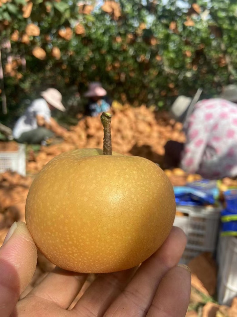 《秋月梨》现摘现发/现货供应/砀山梨/量大从优/全国代发
