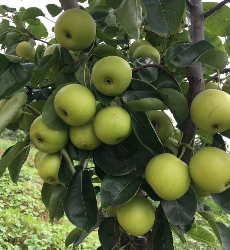 《酥脆一号梨》砀山梨/现摘现发/规格齐全/货源足~全国发