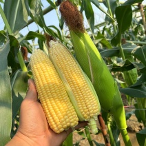 BM800水果玉米种子大棒型超甜鲜食生吃糯玉米水果玉米