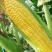 BM800水果玉米种子大棒型超甜鲜食生吃糯玉米水果玉米
