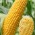 BM800水果玉米种子大棒型超甜鲜食生吃糯玉米水果玉米