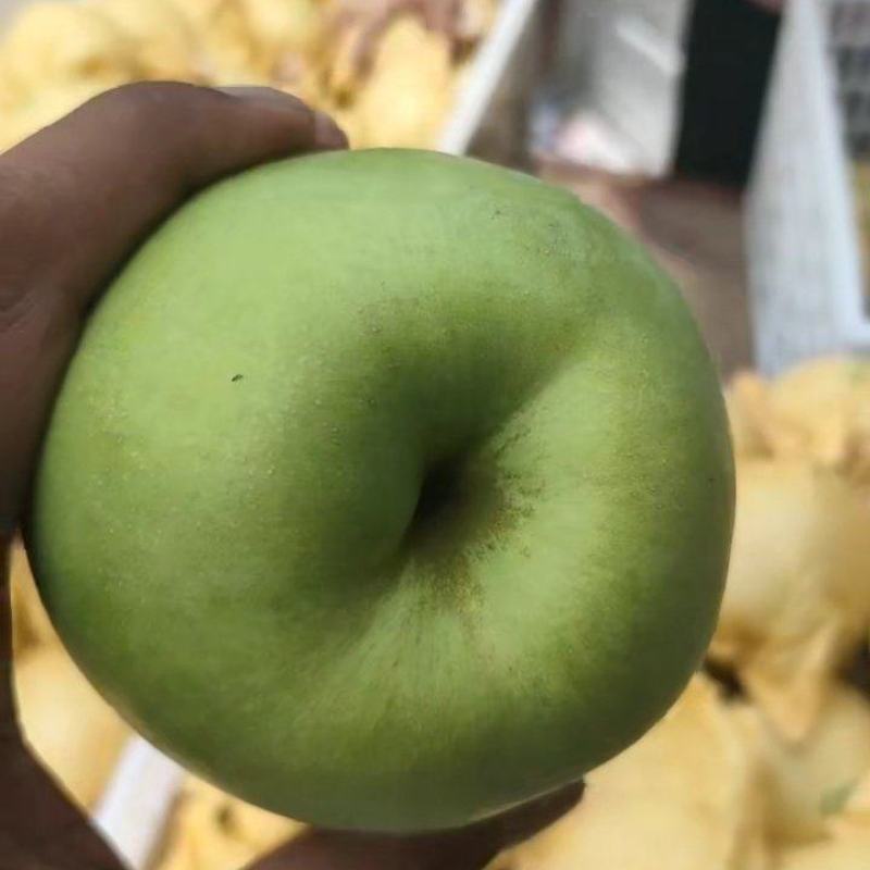 酥脆一号大量上市，酥脆甘甜保质保量代发全国