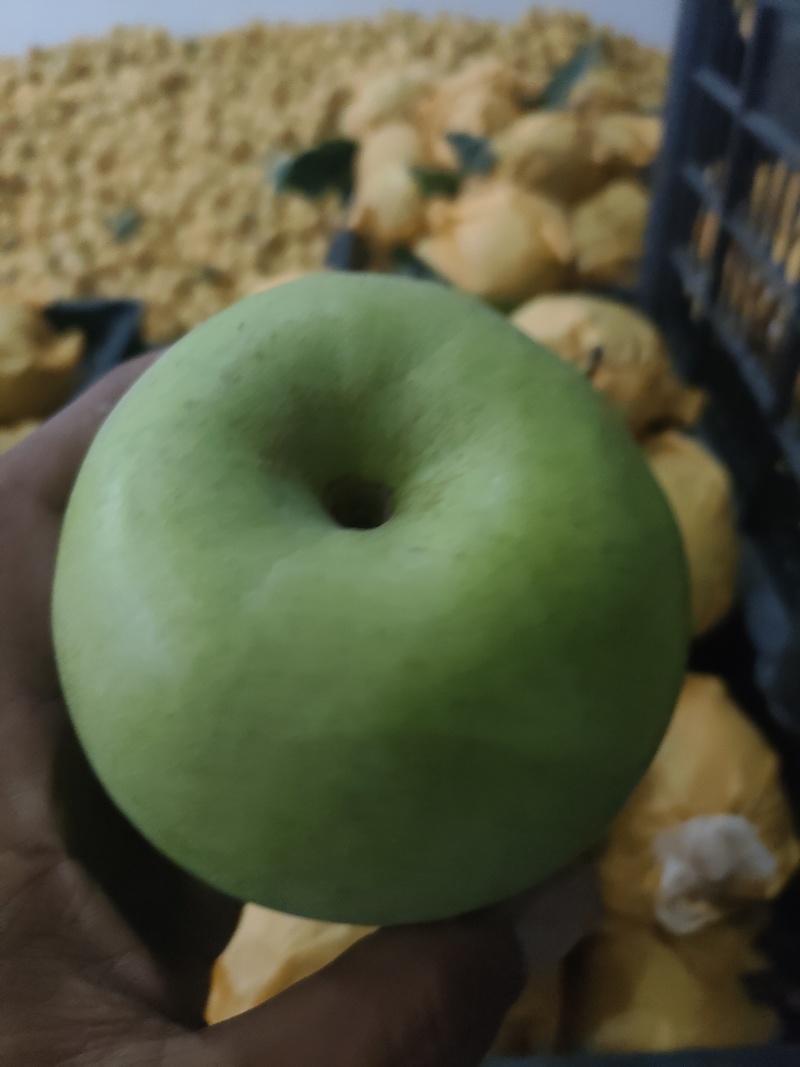 酥脆一号大量上市，酥脆甘甜保质保量代发全国