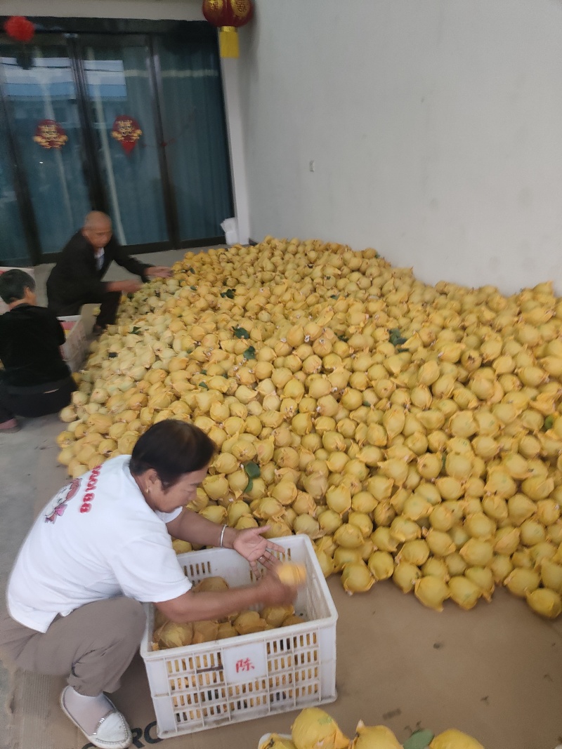 酥脆一号大量上市，酥脆甘甜保质保量代发全国