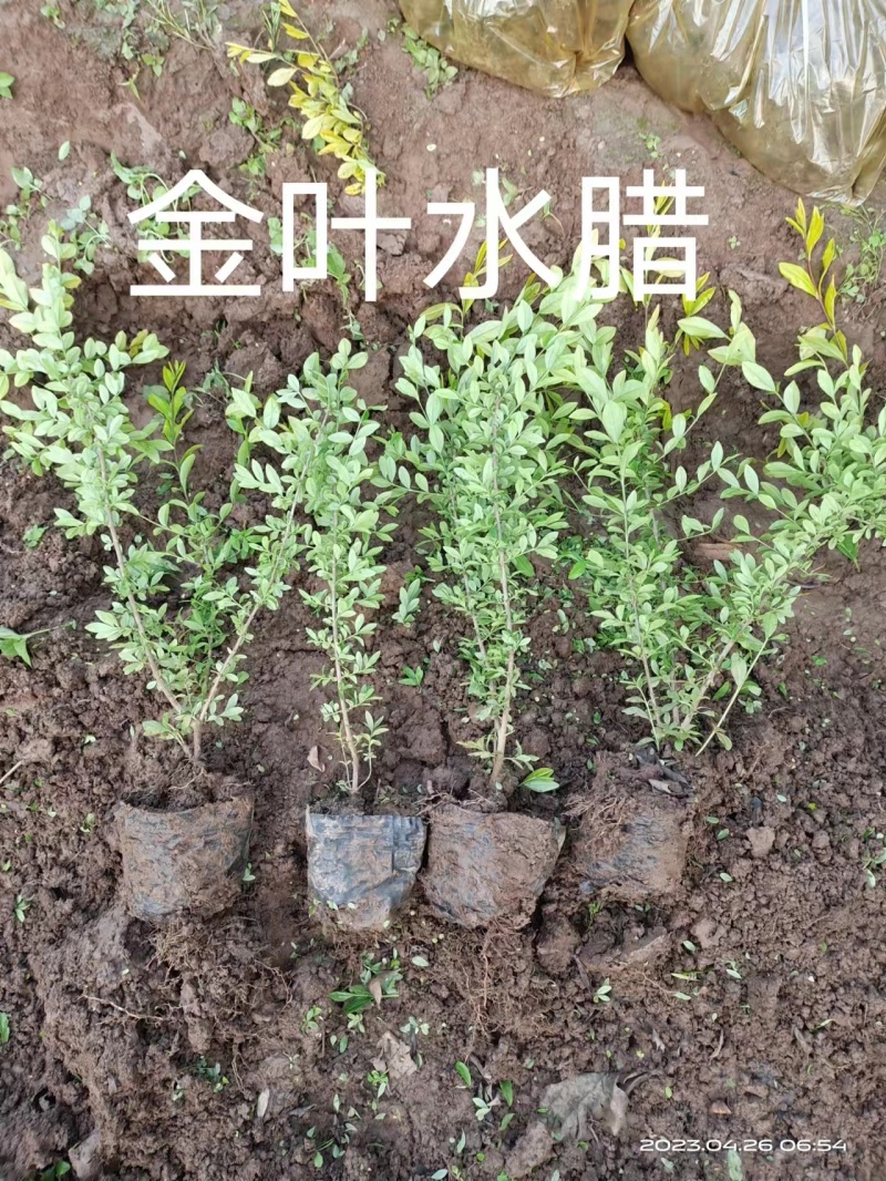 金叶水腊，量大，需要的客户联系
