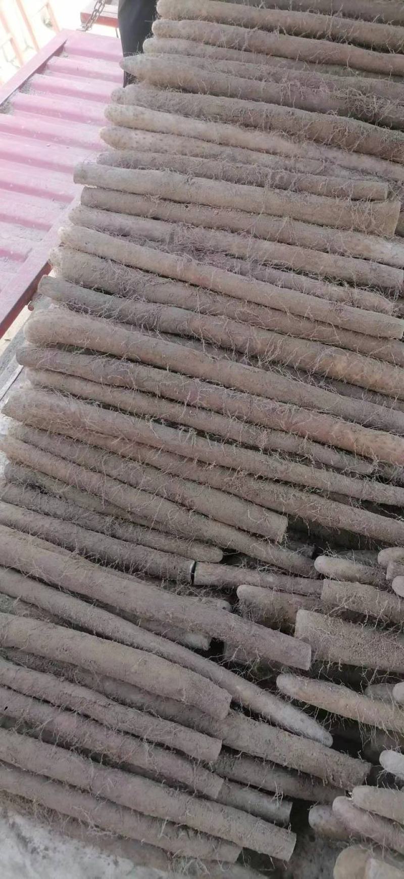 白玉山药冷库货大量供货中需要的客商联系我吧！