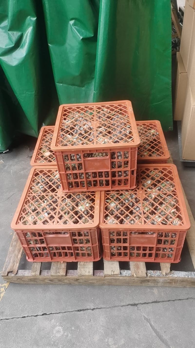 云南西双版纳金钻凤梨菠萝社区团购电商一件代发整车配货