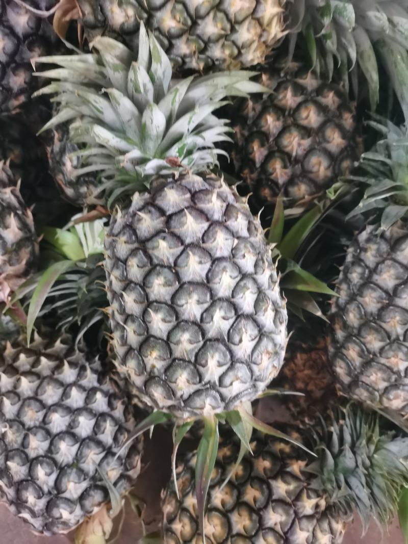 云南西双版纳金钻凤梨菠萝社区团购电商一件代发整车配货