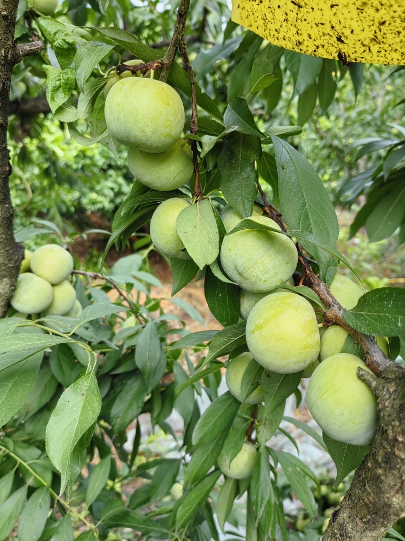 清脆李，产地金堂