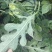 美都无籽西瓜