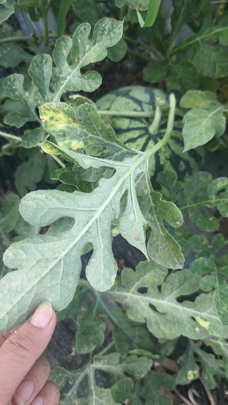 美都无籽西瓜