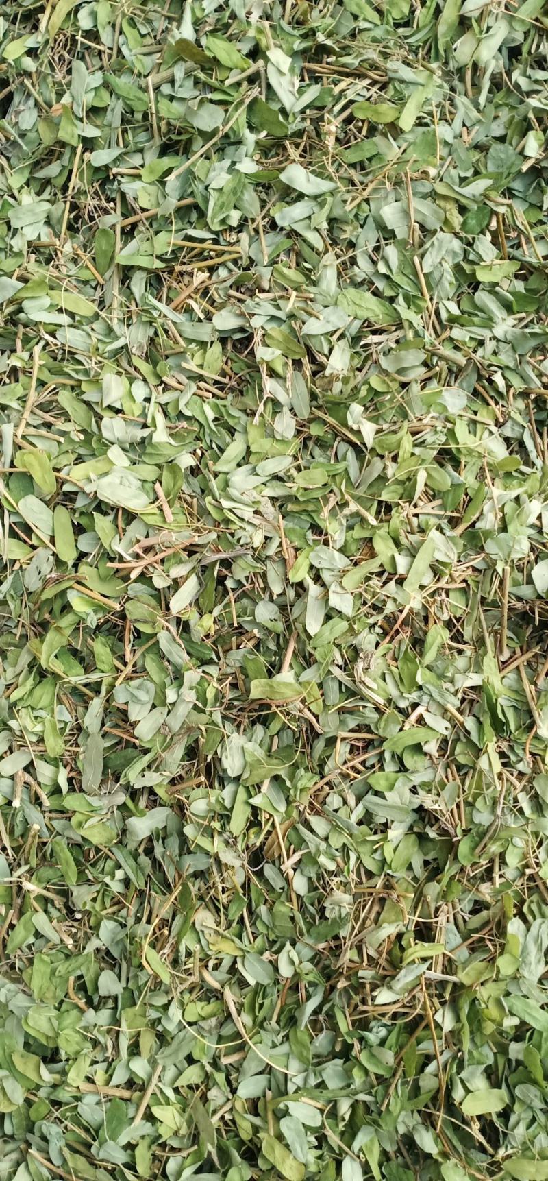 砍好甘甜小叶鸡骨草一手货源量大忧惠中药批发