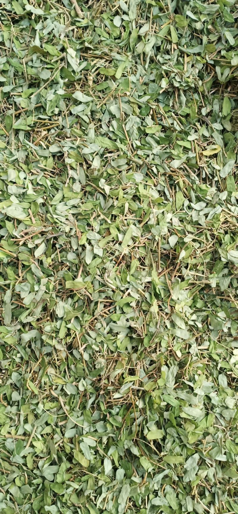 砍好甘甜小叶鸡骨草一手货源量大忧惠中药批发