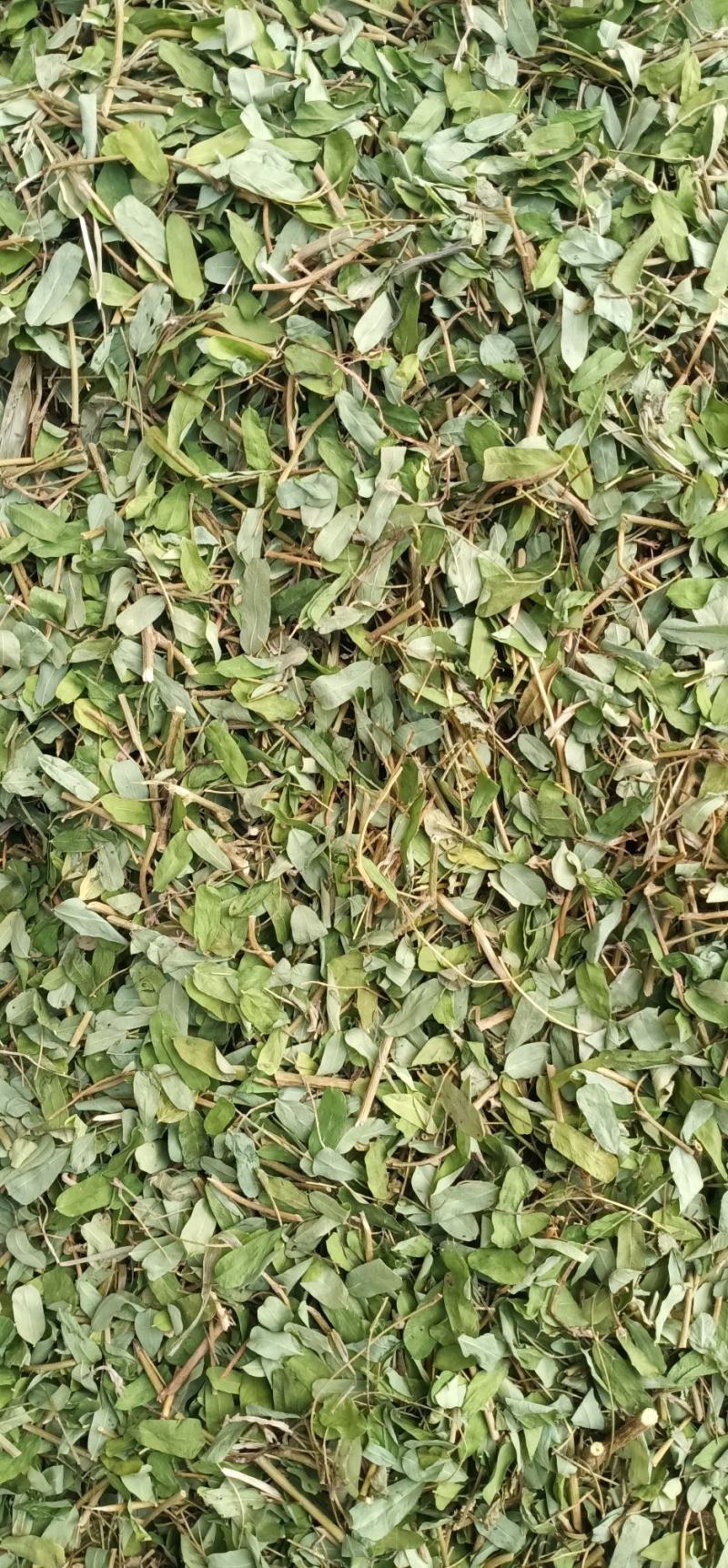 砍好甘甜小叶鸡骨草一手货源量大忧惠中药批发
